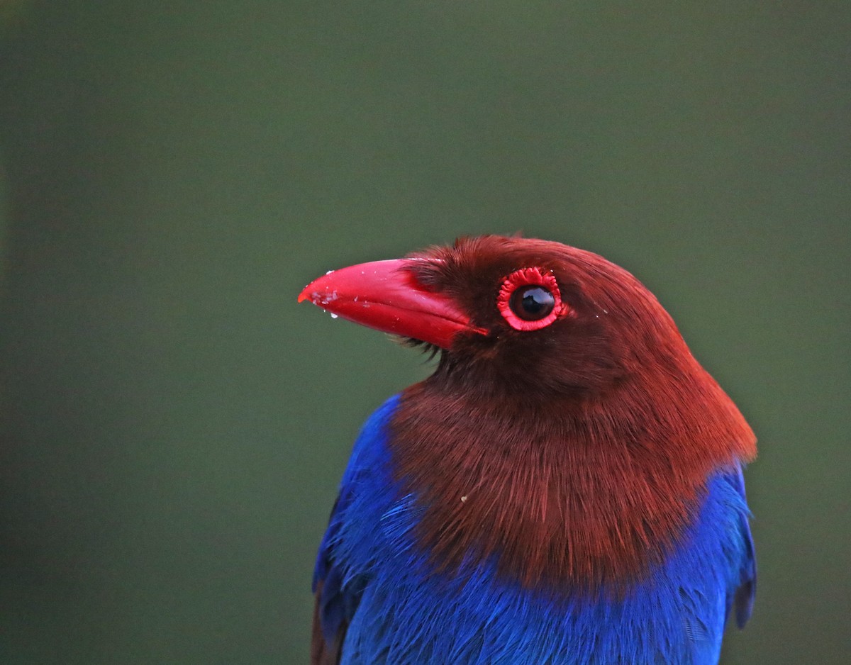 Sri Lanka Blue-Magpie - ML269502391