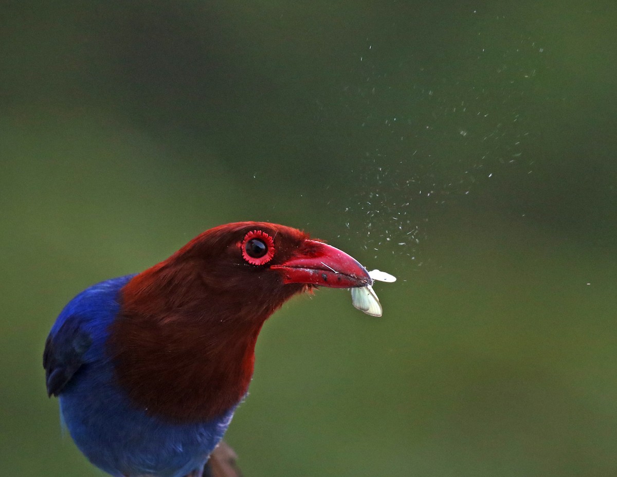 Sri Lanka Blue-Magpie - Iroshan Rupasinghe