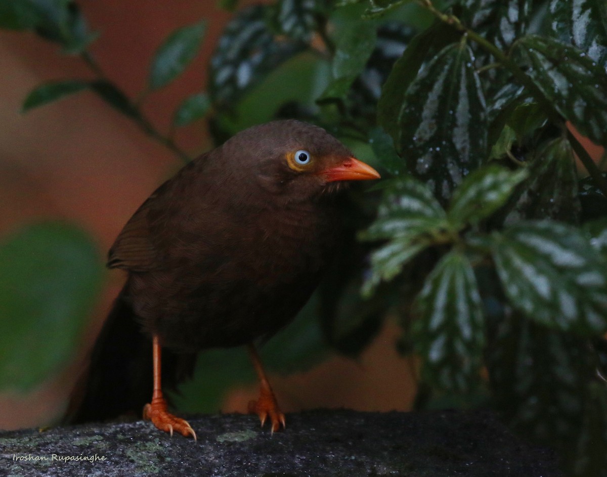 Orange-billed Babbler - ML269502621