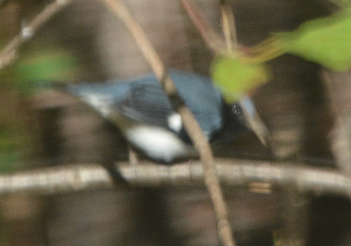 Black-throated Blue Warbler - ML269502771