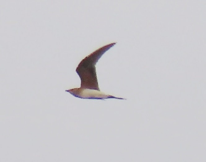 Collared Pratincole - ML269502961