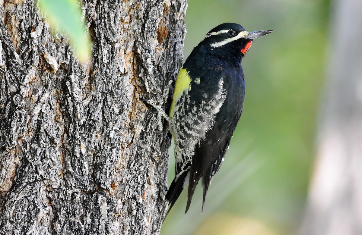 Williamson's Sapsucker - Ad Konings