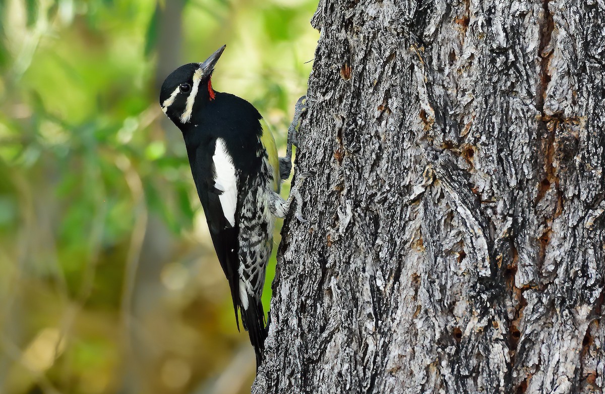 Williamson's Sapsucker - ML269502991