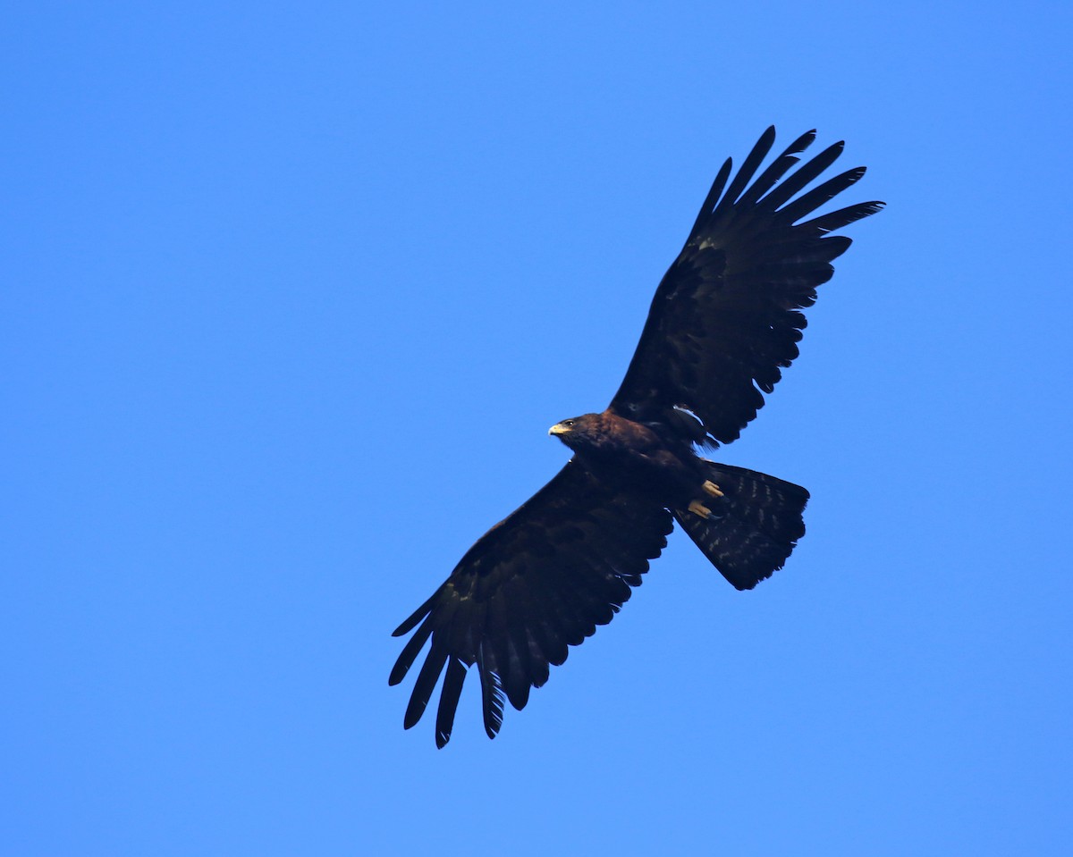 Águila Milana - ML269503131