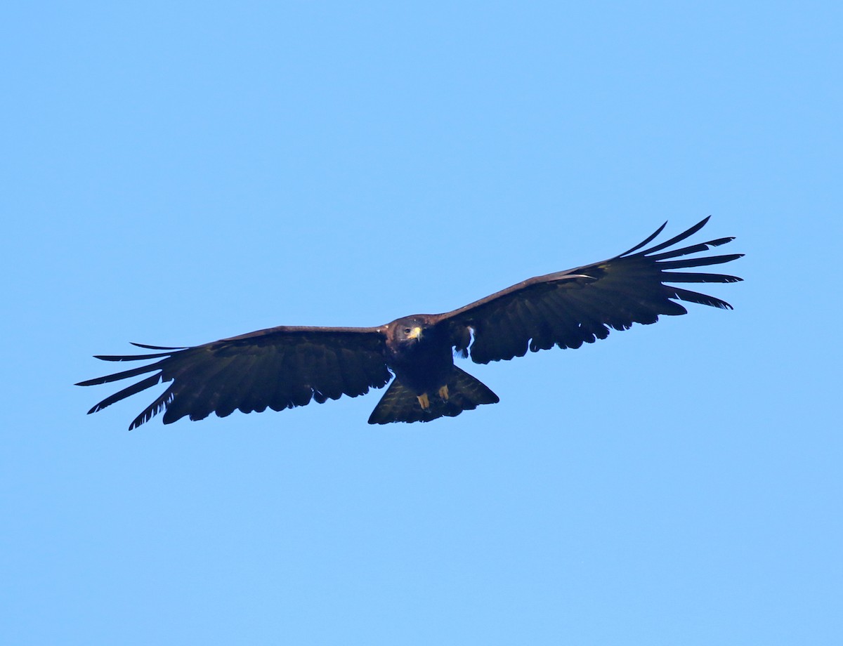 Águila Milana - ML269503141