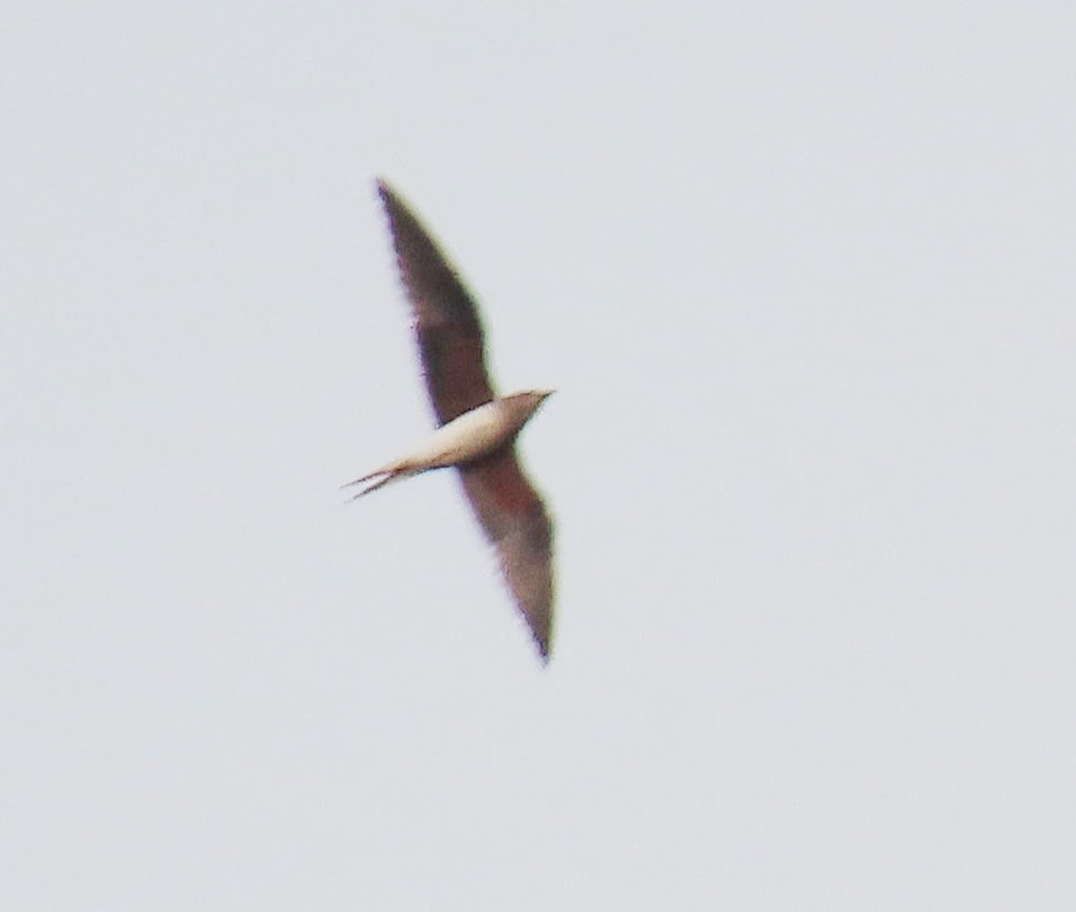 Collared Pratincole - ML269503221