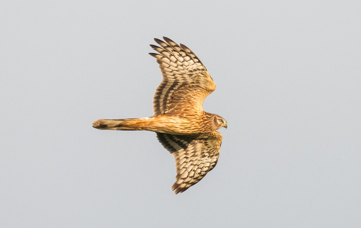 Hen Harrier - ML269505391