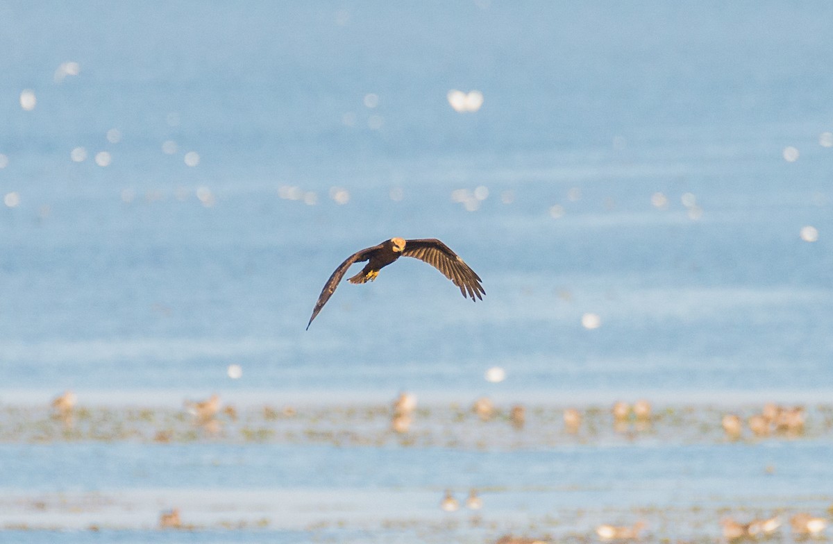 Western Marsh Harrier - ML269505451