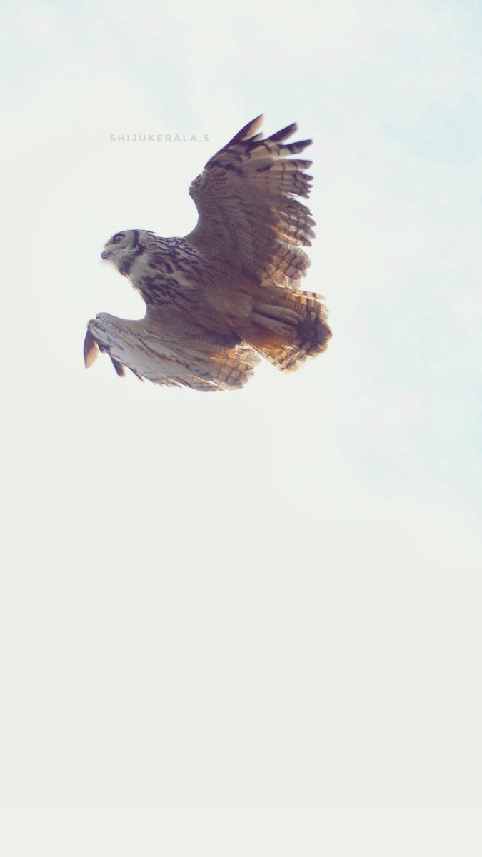 Rock Eagle-Owl - ML269505811