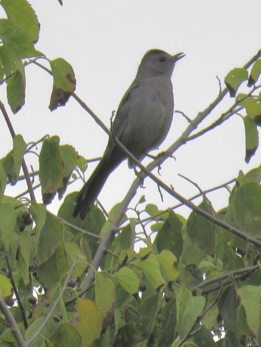 Gray Catbird - ML269506491