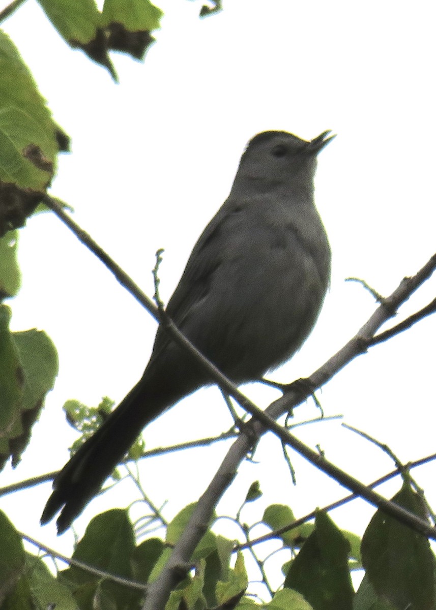 Gray Catbird - ML269506501