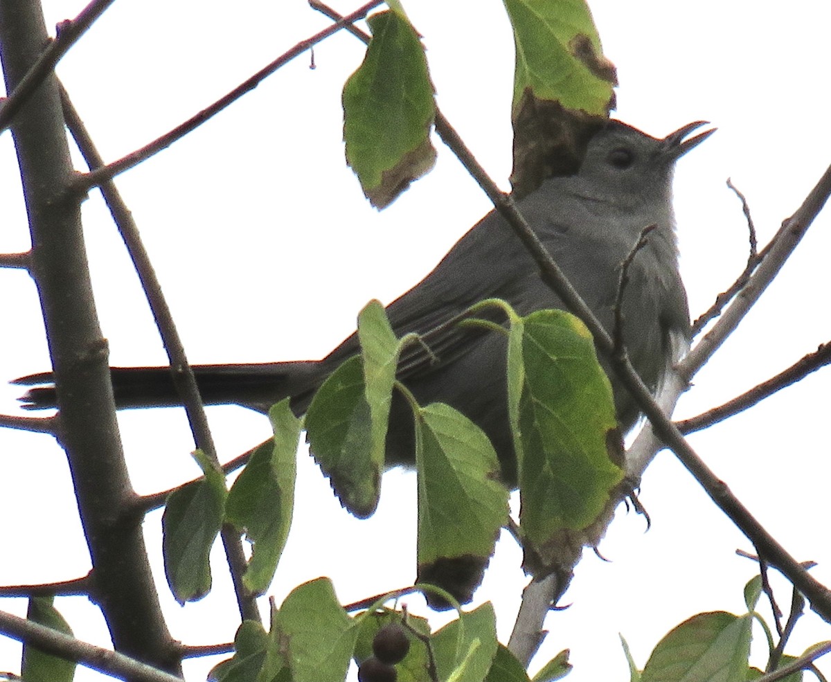 Gray Catbird - ML269506571