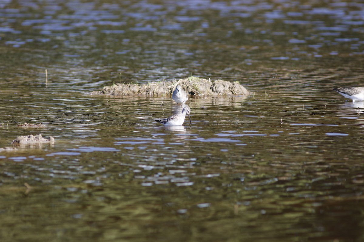 Stilt Sandpiper - Dan Small