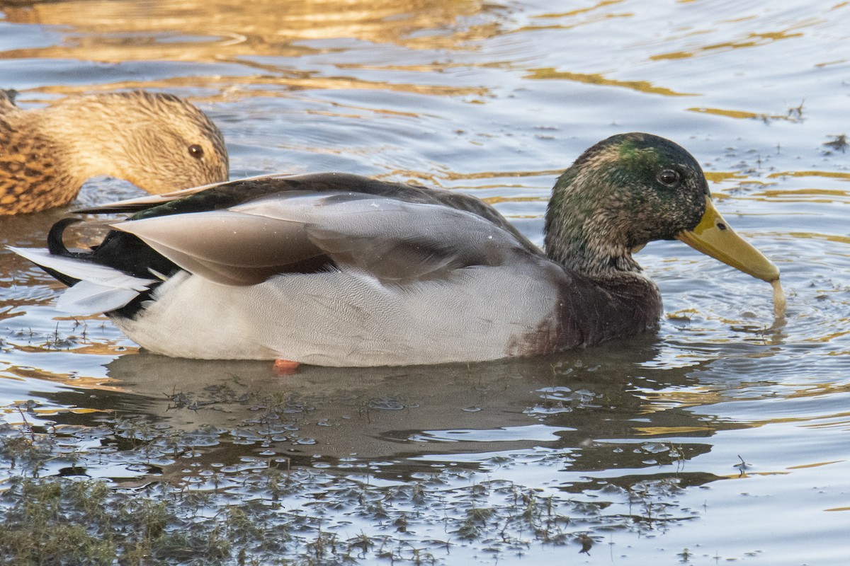 Mallard - ML269507731