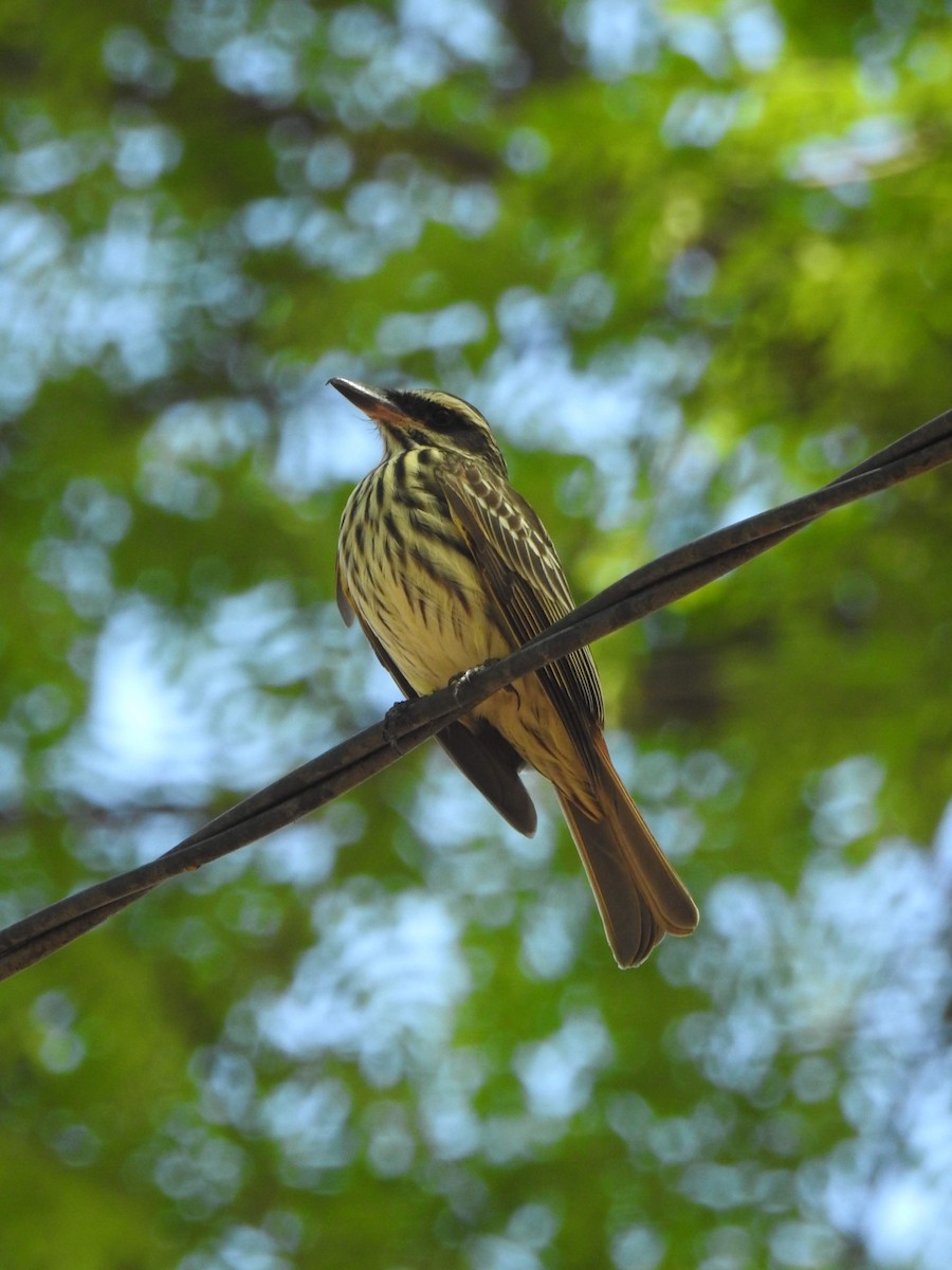 Streaked Flycatcher - ML269508371