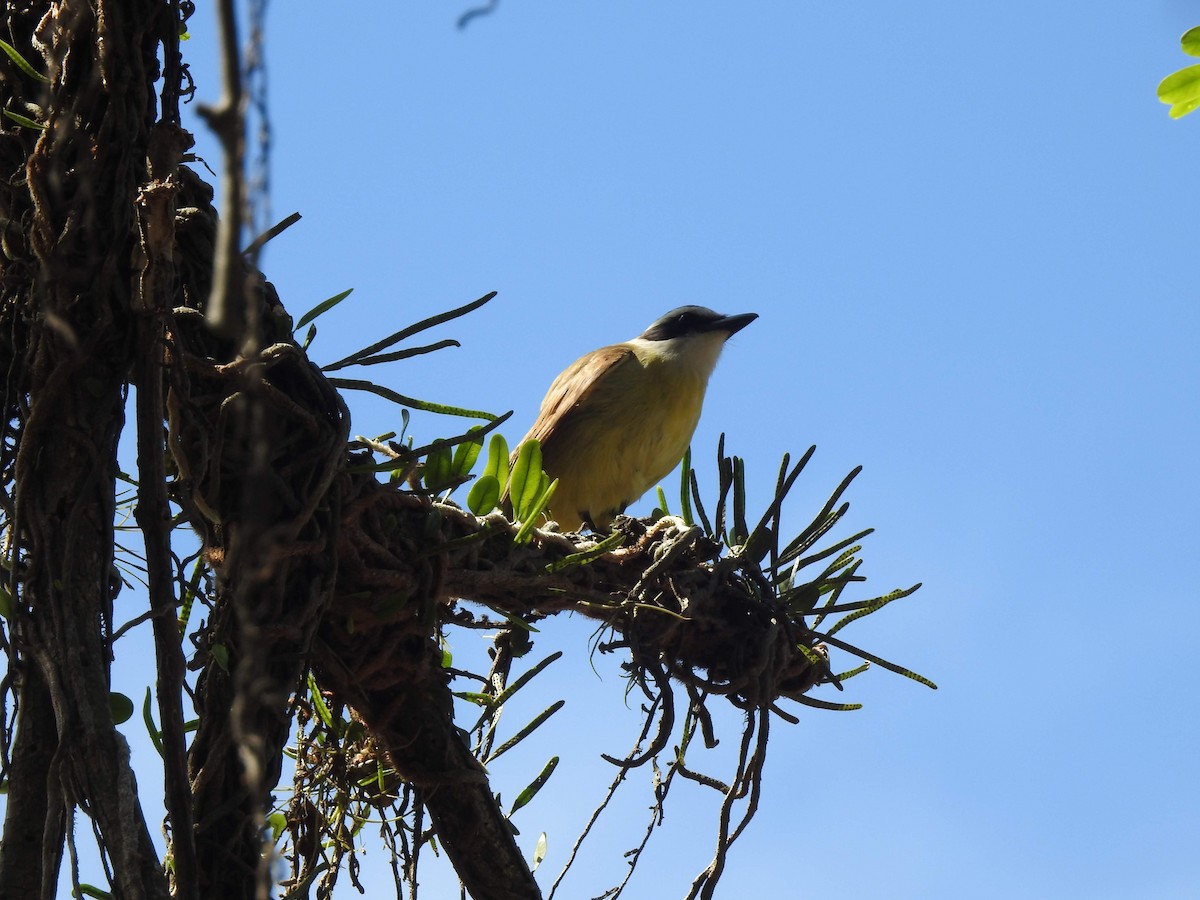 Great Kiskadee - ML269509381