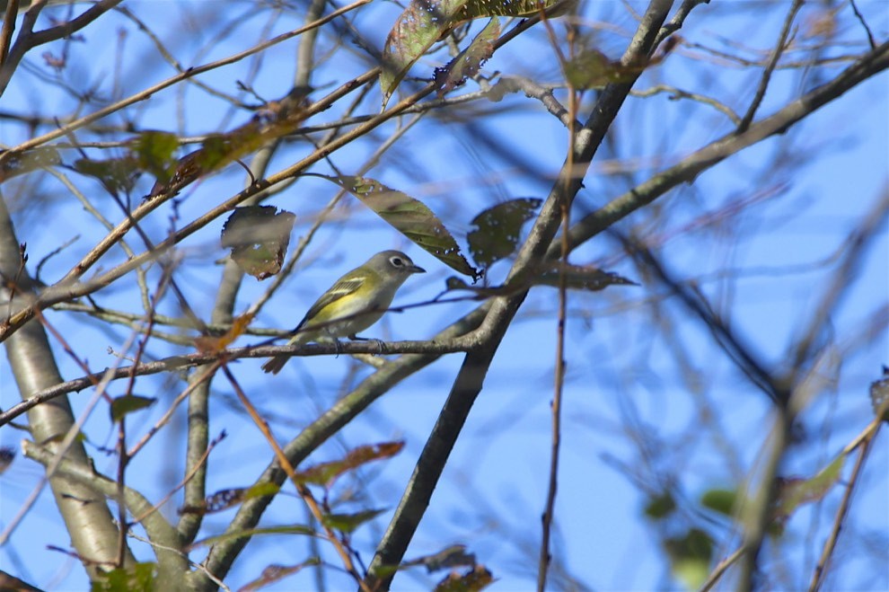 Blue-headed Vireo - ML269509981