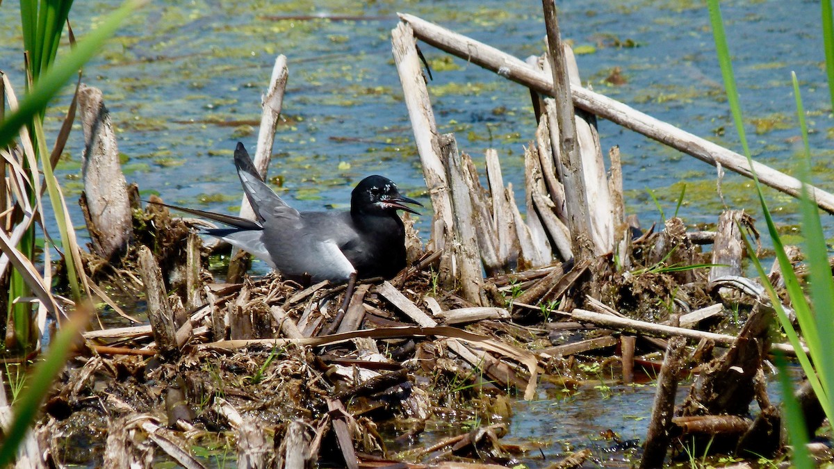 Black Tern - ML269510061