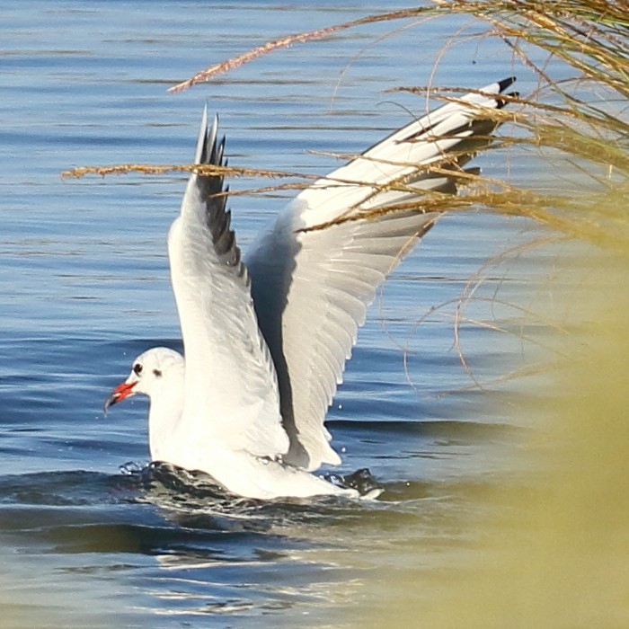 Mouette rieuse - ML269510221