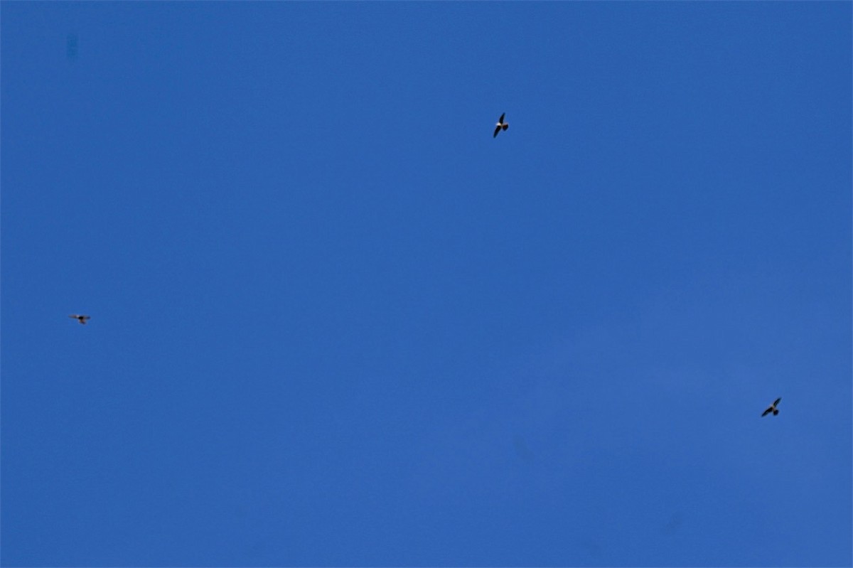 American Kestrel - ML269510261