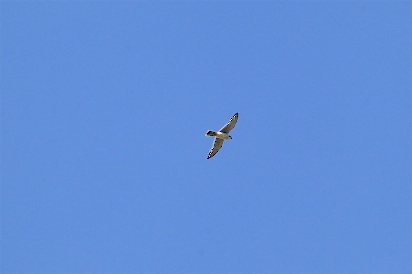 American Kestrel - ML269510281