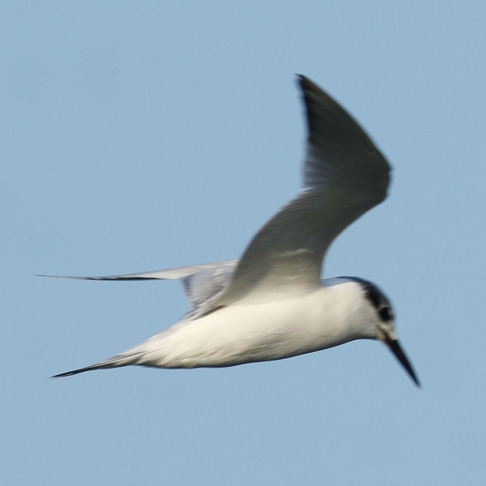 Sandwich Tern - Jaime Pires