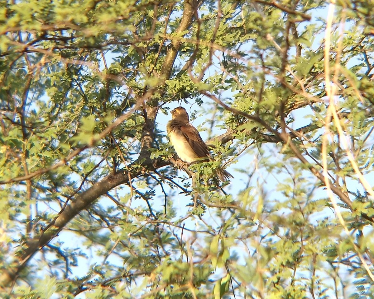 Dickcissel - ML269512561