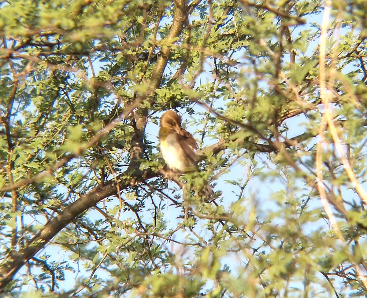 Dickcissel - ML269512571