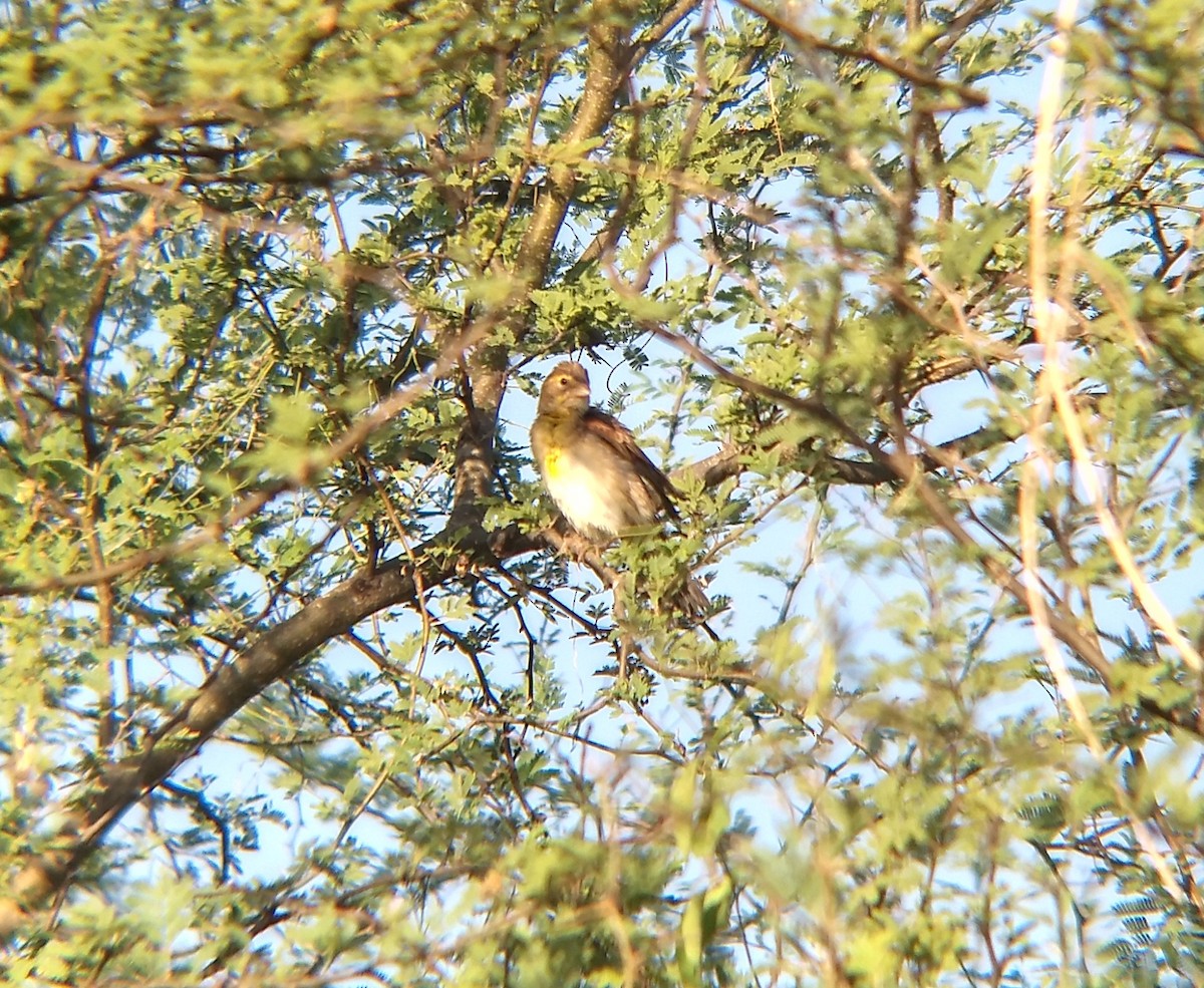 Dickcissel - ML269512591