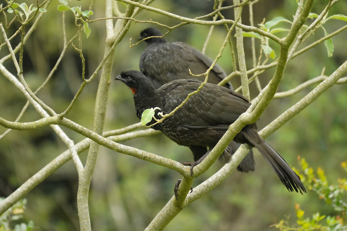 Dusky-legged Guan - ML269515941