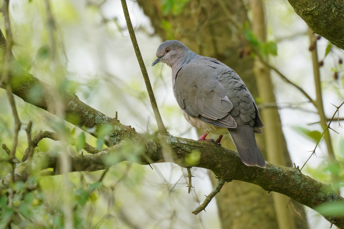 White-tipped Dove - ML269516171