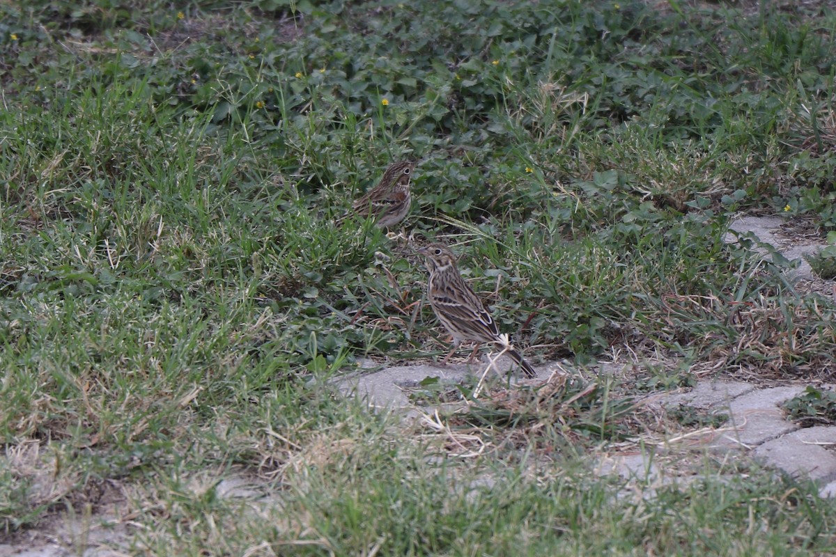 Vesper Sparrow - ML269516771