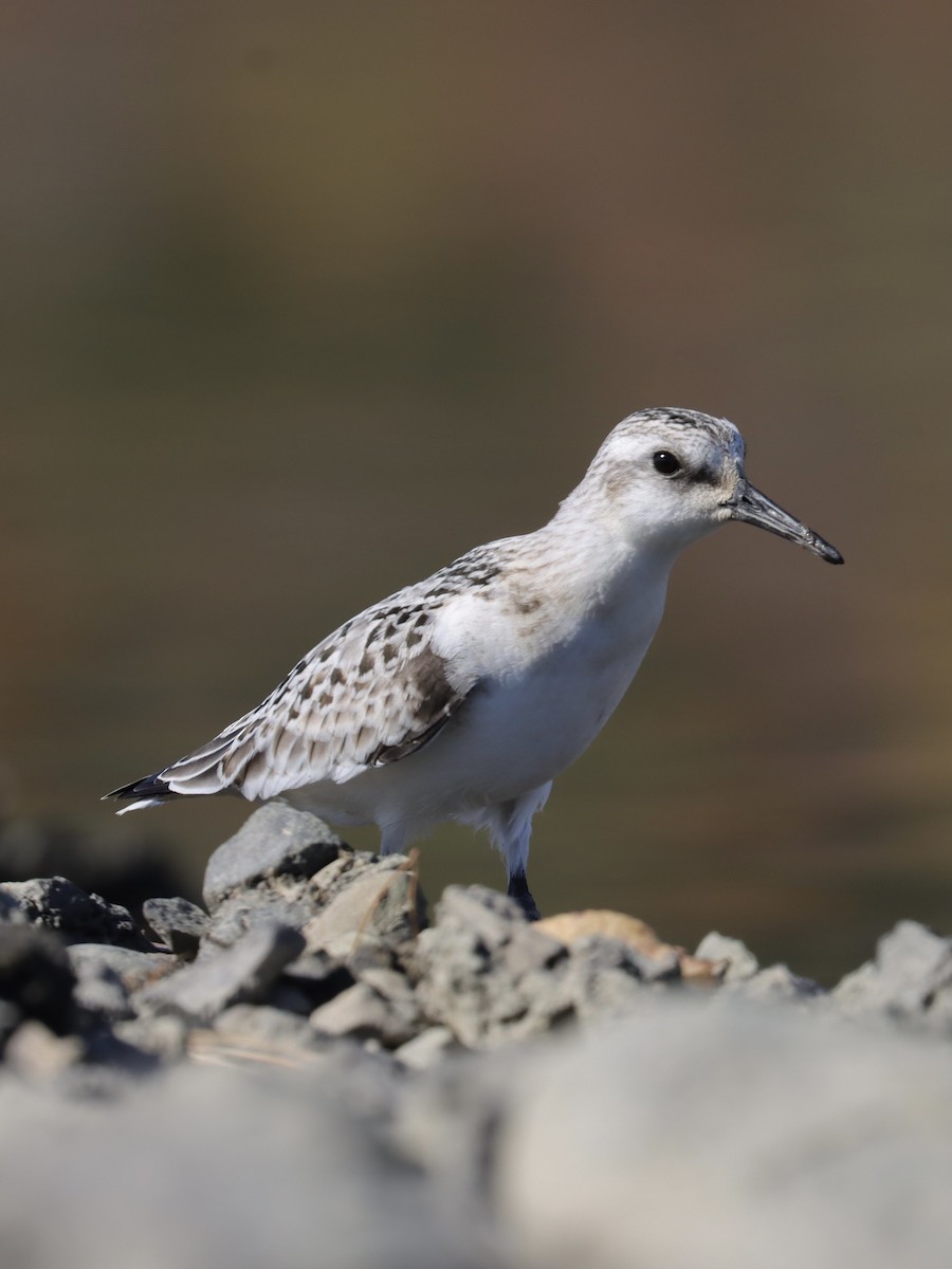 Sanderling - ML269517111