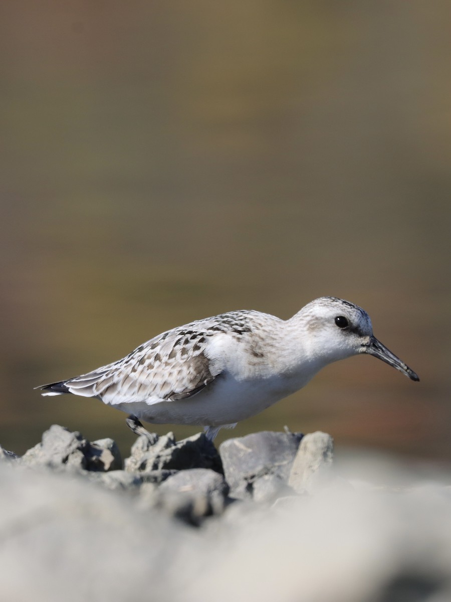 Sanderling - ML269517131