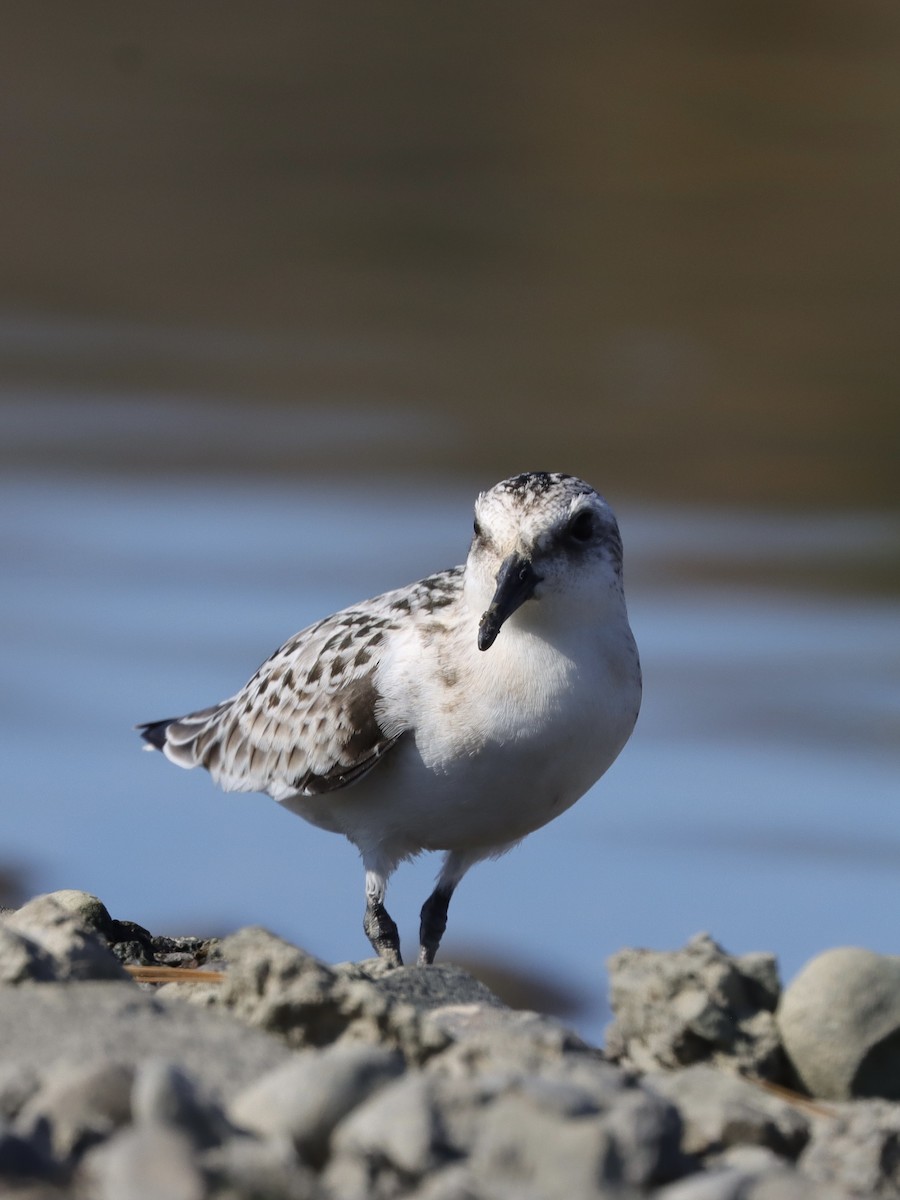 Sanderling - ML269517191