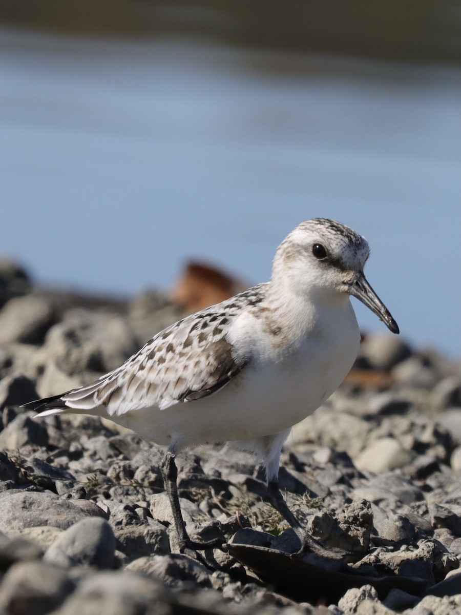 Sanderling - ML269517211