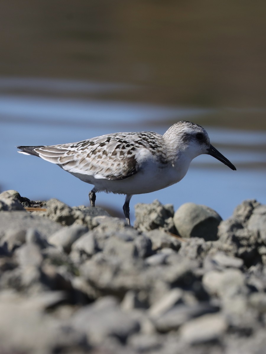 Sanderling - ML269517261