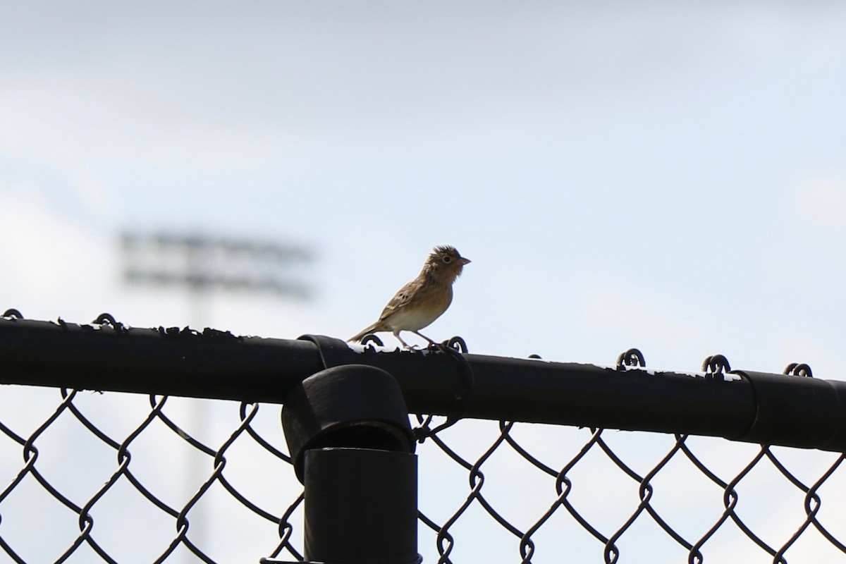 Grasshopper Sparrow - ML269517361