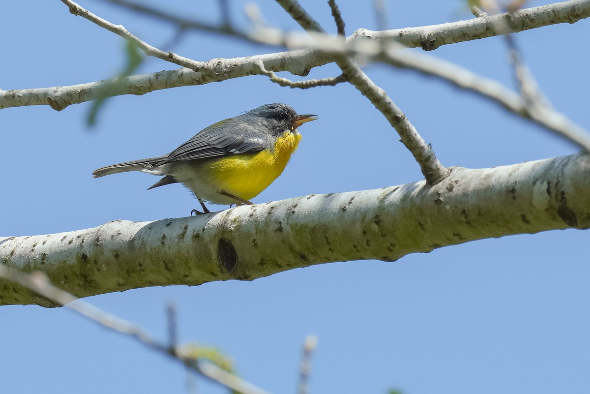 Tropikal Parula - ML269518341