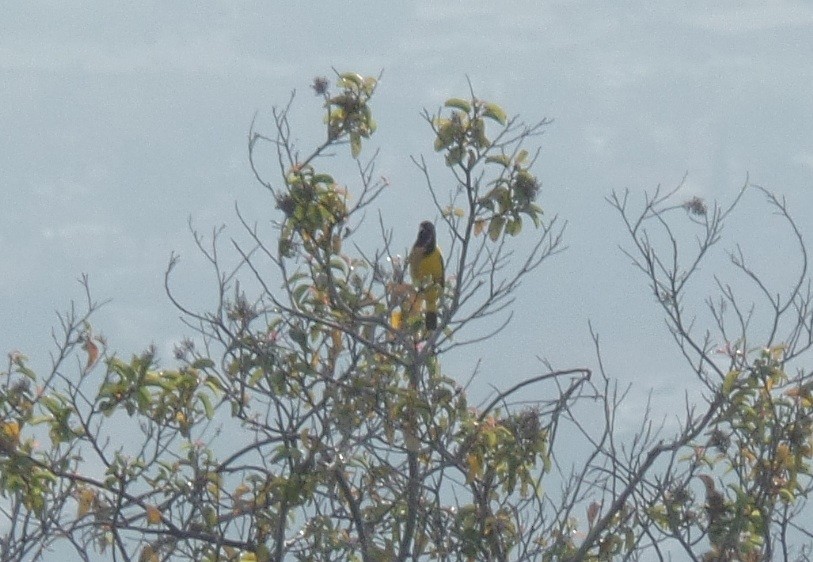 Oriole jaune-verdâtre - ML26951891