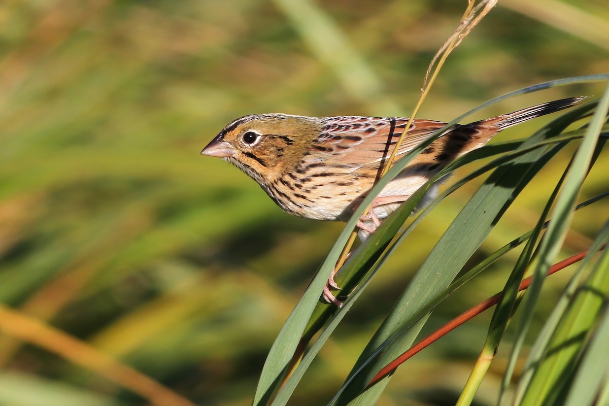 Henslow's Sparrow - ML269519571