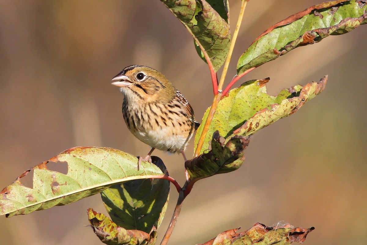 Henslow's Sparrow - Brandon Caswell