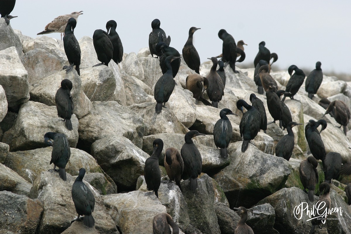 Brandt's Cormorant - ML269519821