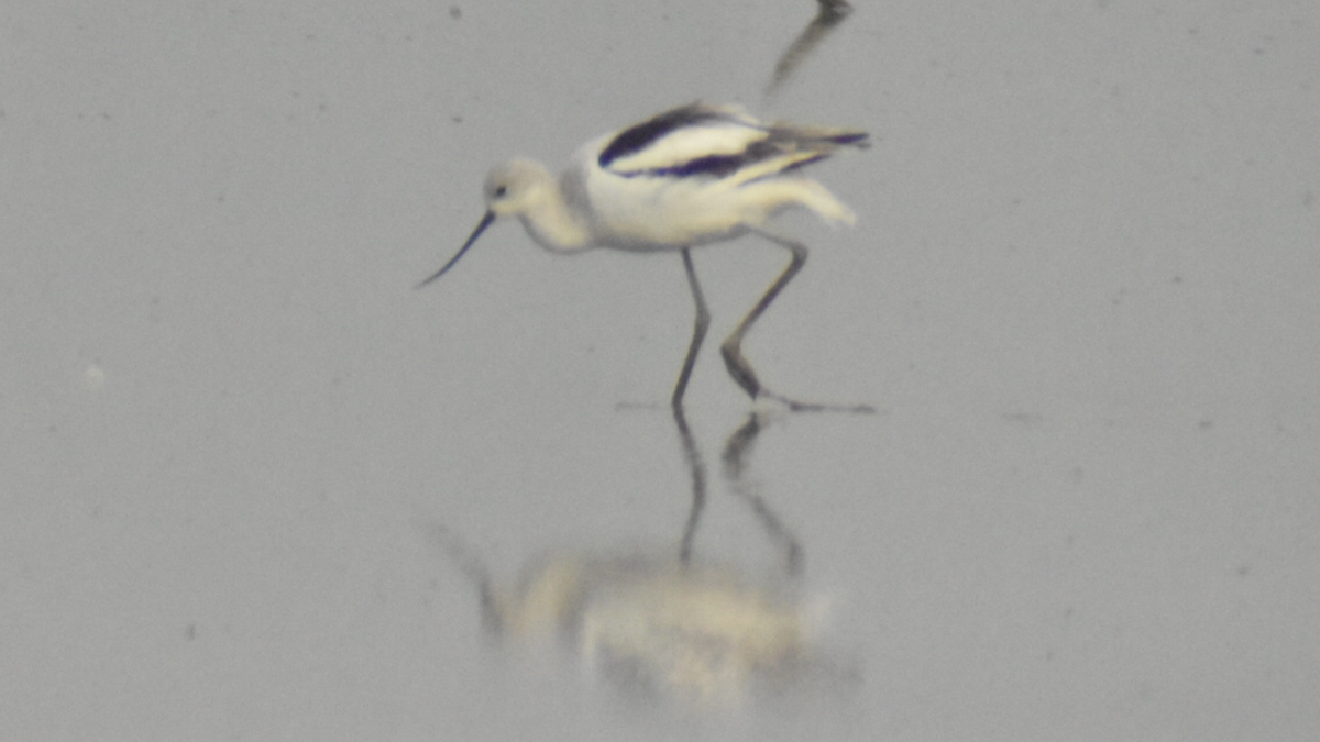 American Avocet - ML269521321