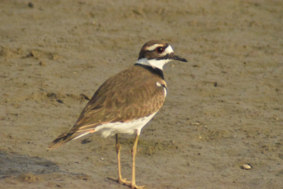 Killdeer - ML269521461