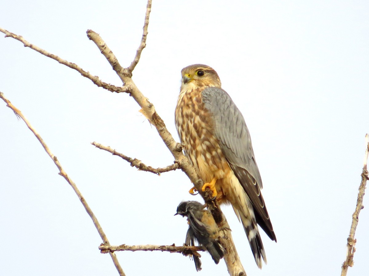 Merlin (Prairie) - Asher  Warkentin