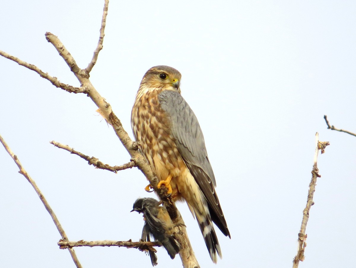 Merlin (Prairie) - Asher  Warkentin