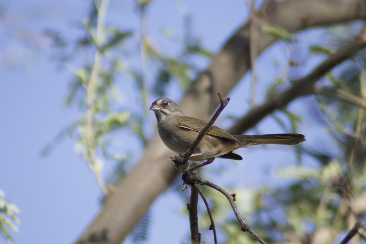 Green-tailed Towhee - Stephanie Secic