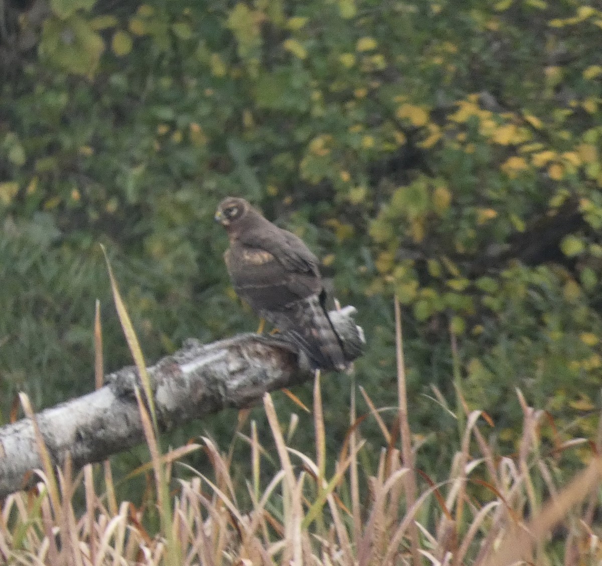 Northern Harrier - ML269521921