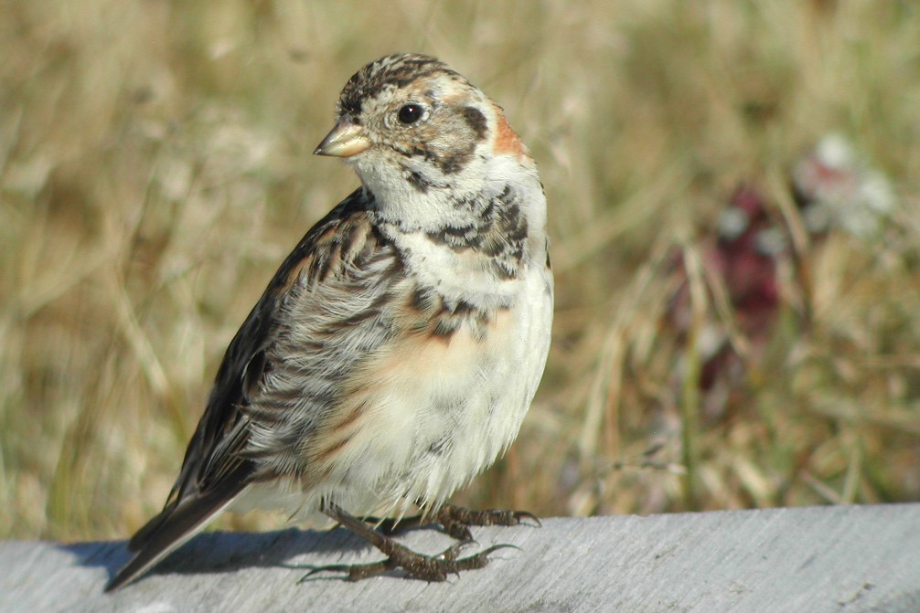 Lapland Longspur - ML269522681